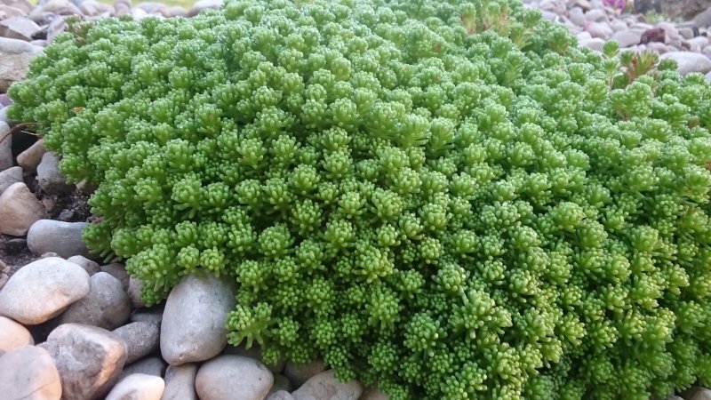 Очиток (Sedum spp.)