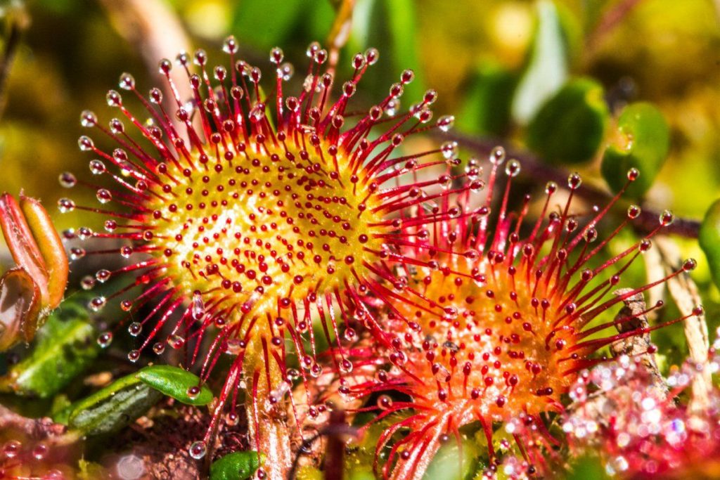 Росянка (Drosera)