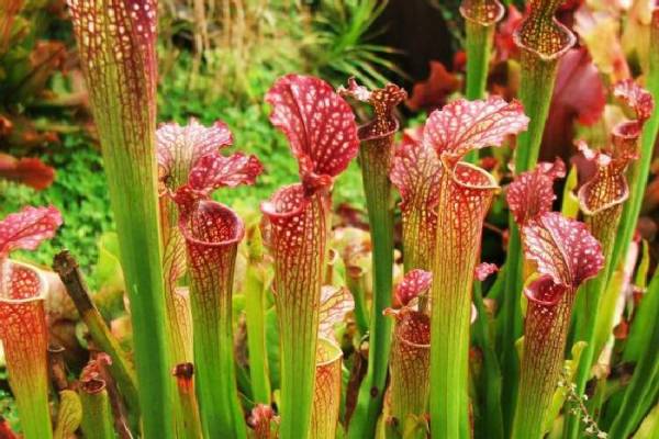 Саррацения (Sarracenia)
