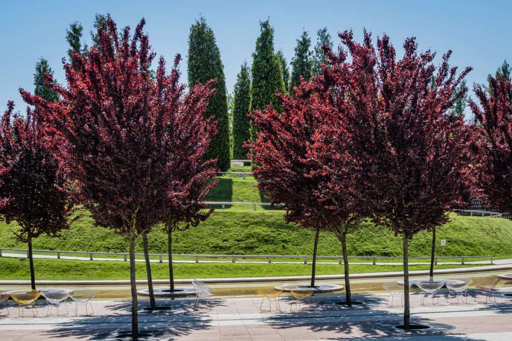 Слива декоративная (Prunus cerasifera 'Nigra')