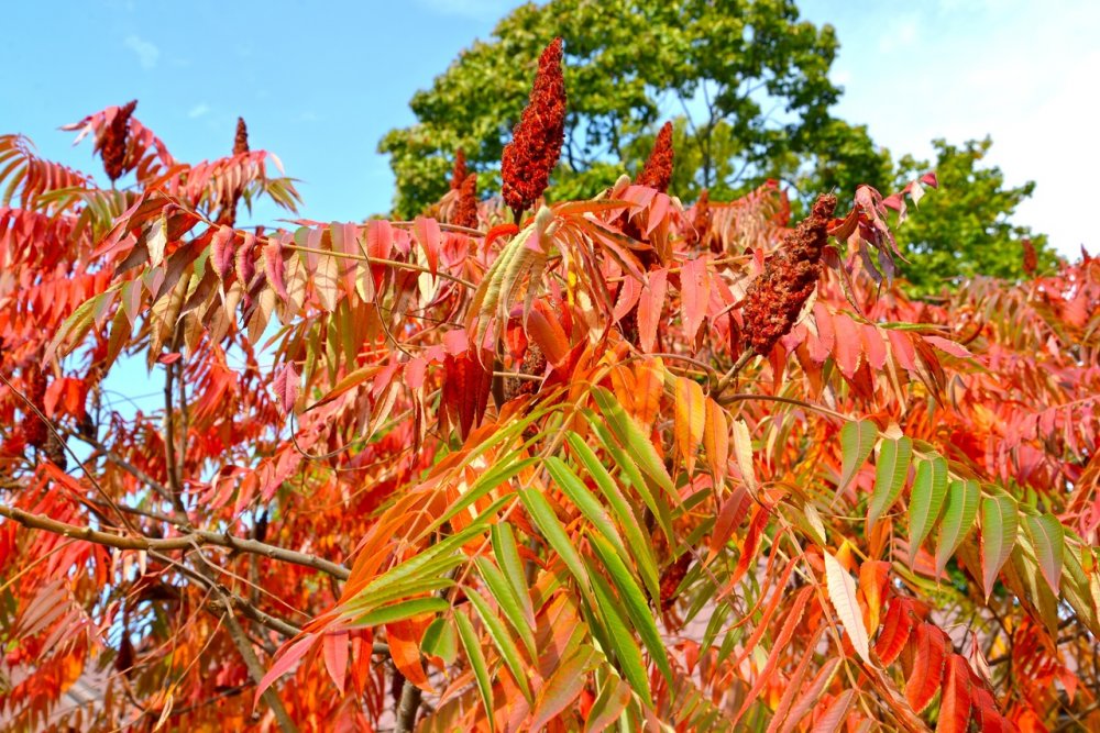Сумах пушистый (Rhus typhina)