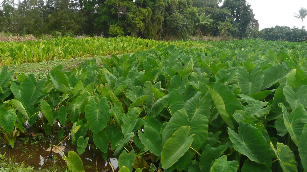 Таро (Colocasia esculenta)