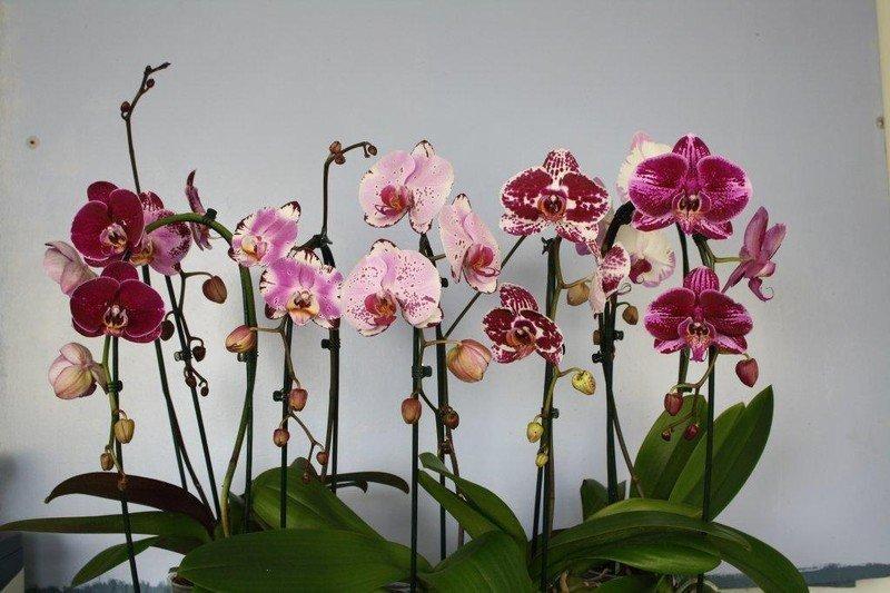 Фаленопсис (Phalaenopsis)