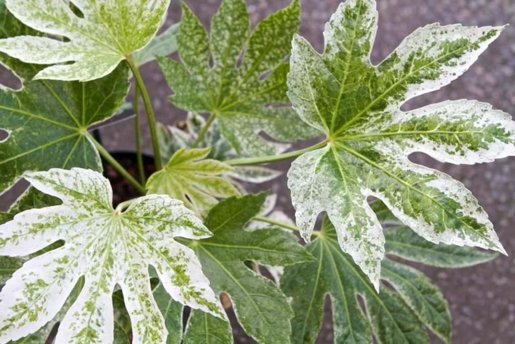 Фатсия японская (Fatsia japonica)