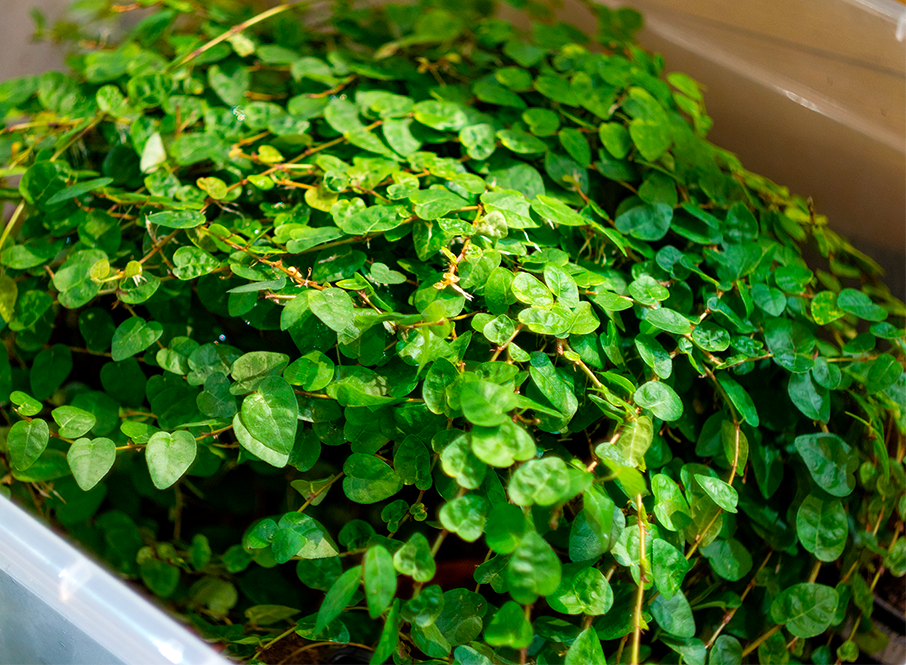 Фикус пумила (Ficus pumila)