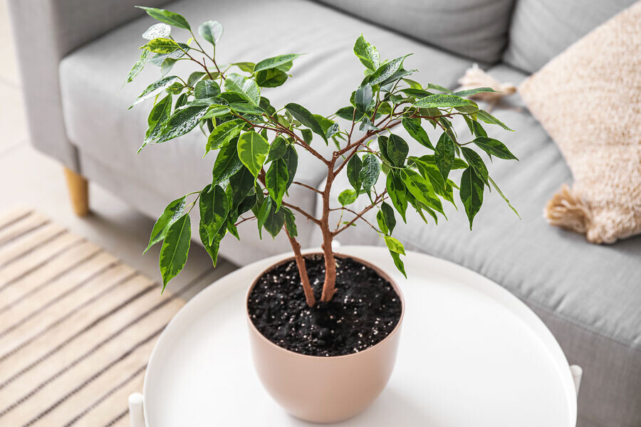 Фикус (Ficus benjamina)