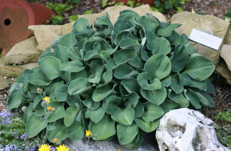 Хоста карликовая (Hosta 'Blue Mouse Ears')