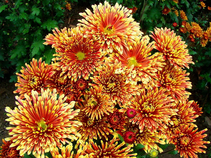 Хризантема (Chrysanthemum)