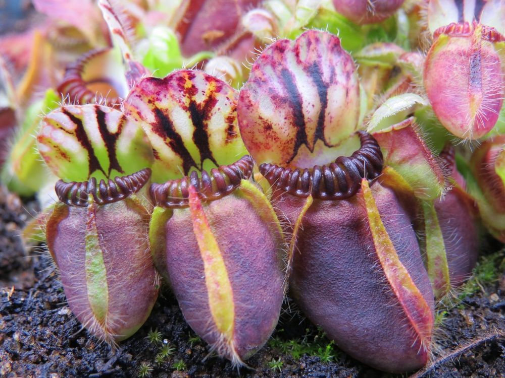 Цефалотус (Cephalotus follicularis)