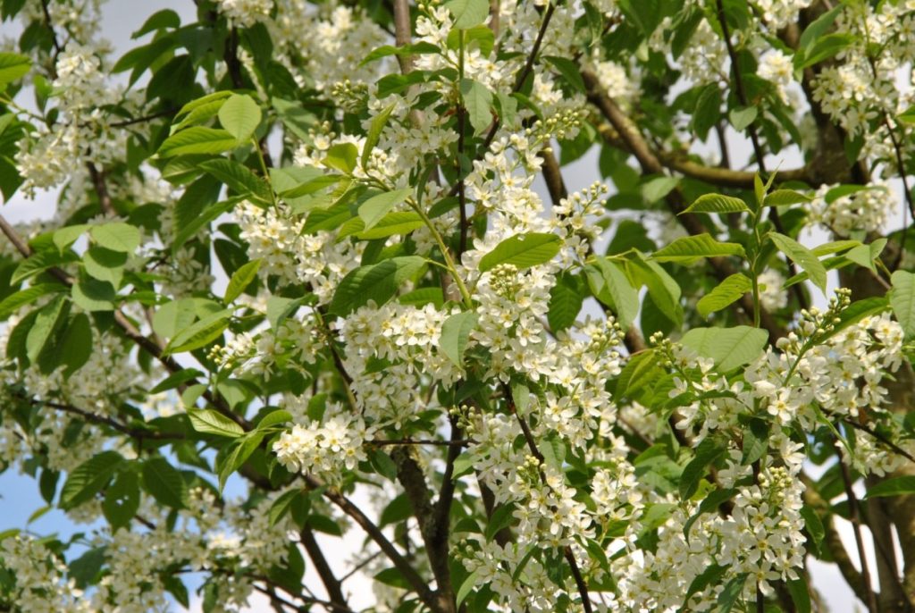 Черёмуха обыкновенная (Prunus padus)