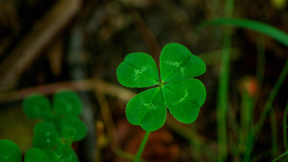 Четырёхлистный клевер (Trifolium repens)