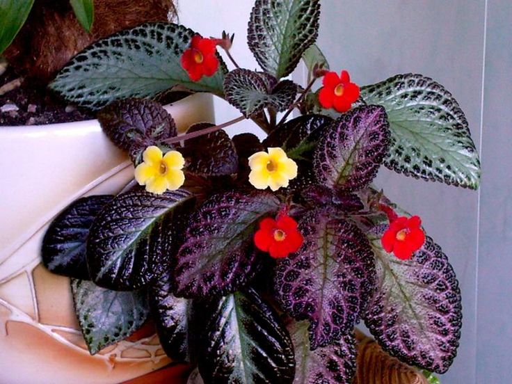Эписция (Episcia cupreata)