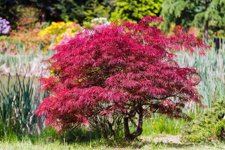 Японский клён (Acer palmatum)