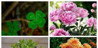 Топ 10 растений, символизирующих удачу Топ 10 растений, символизирующих удачу