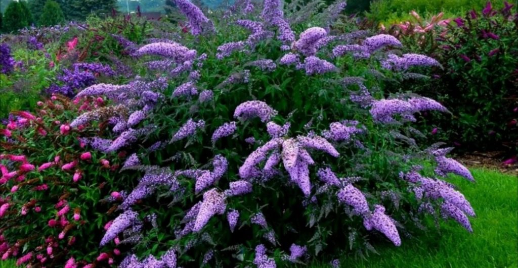 Буддлея (Buddleja davidii)