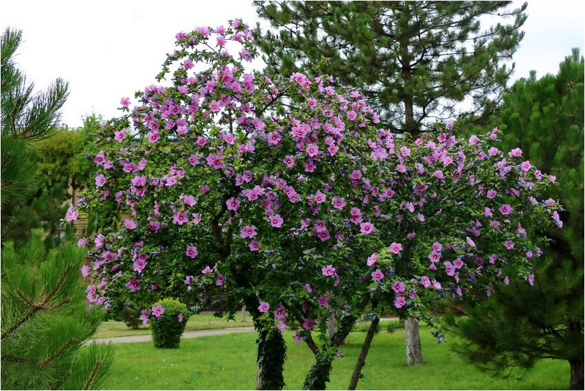 Гибискус сирийский (Hibiscus syriacus)