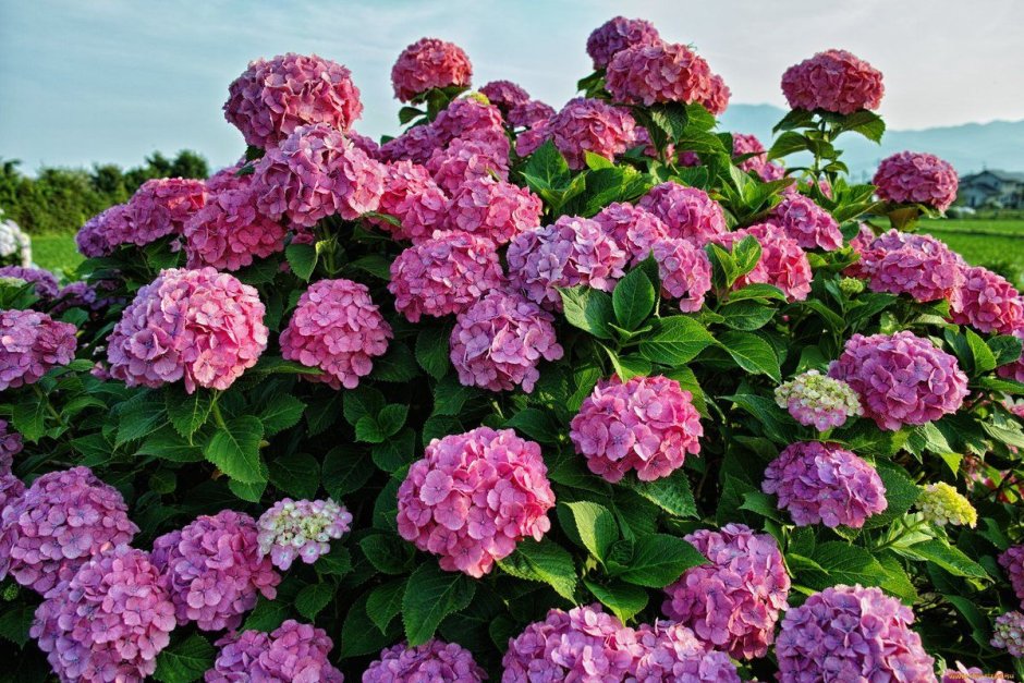Гортензия (Hydrangea)