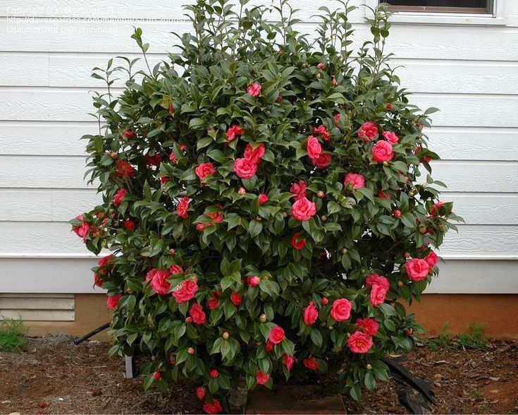 Камелия (Camellia japonica)