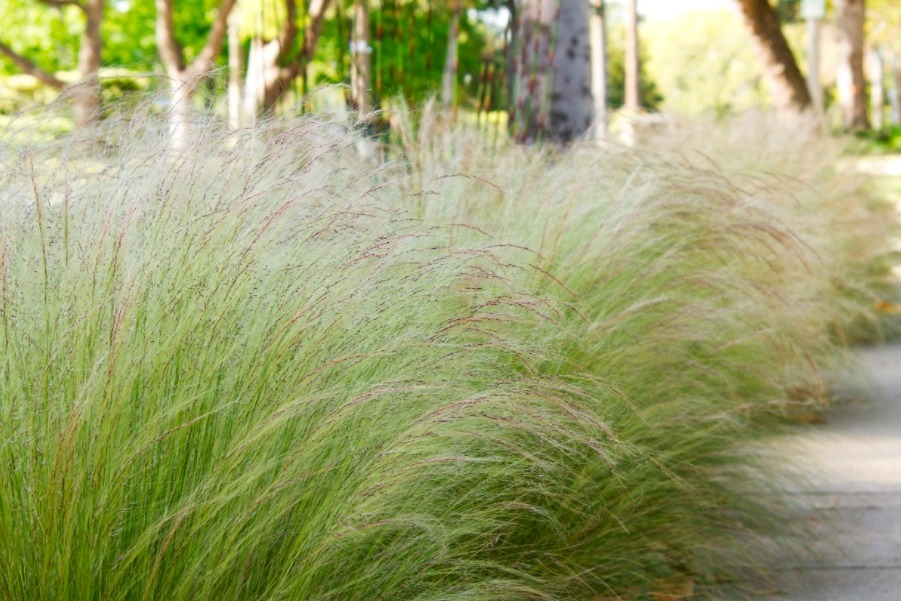 Ковыль (Stipa tenuissima)