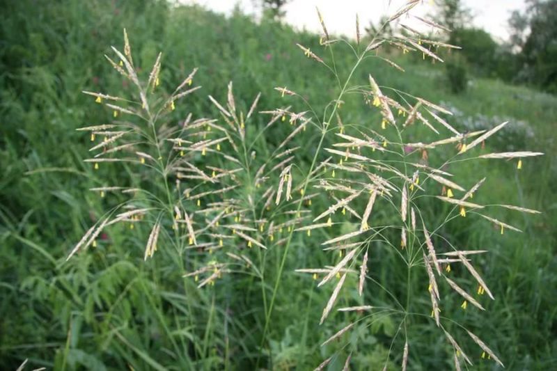 Кострец безостый (Bromus inermis)