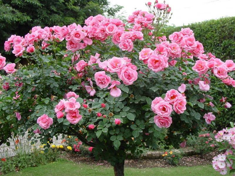 Кустовая роза (Rosa spp.)