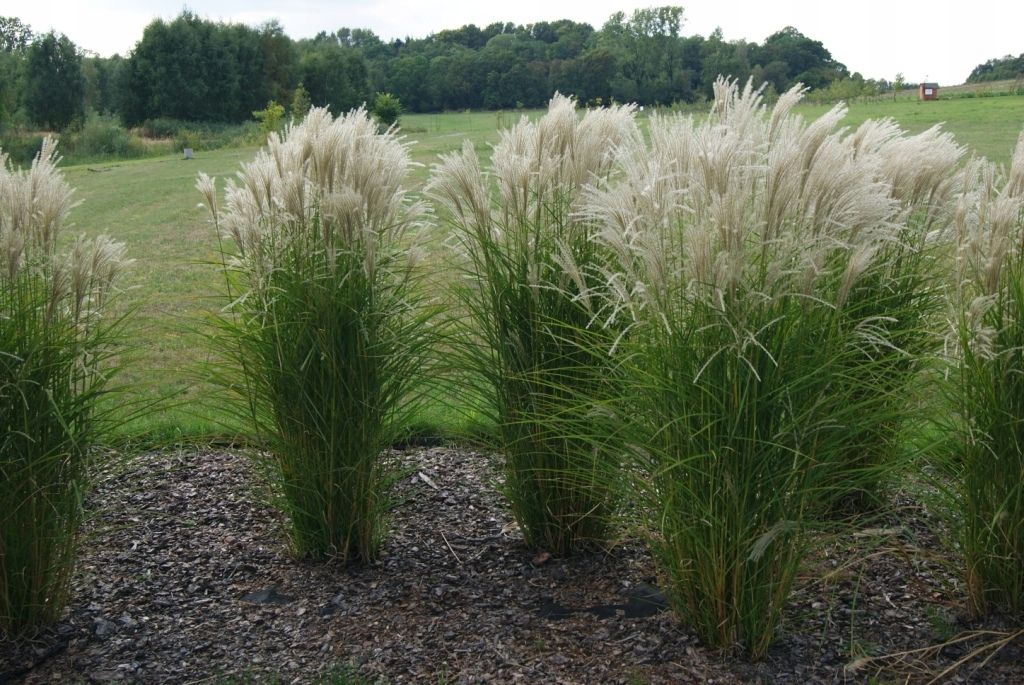 Мискантус (Miscanthus sinensis)
