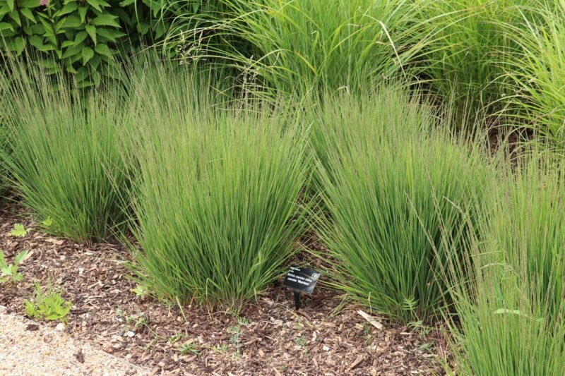 Молиния голубая (Molinia caerulea)