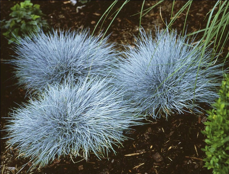 Овсяница сизая (Festuca glauca)