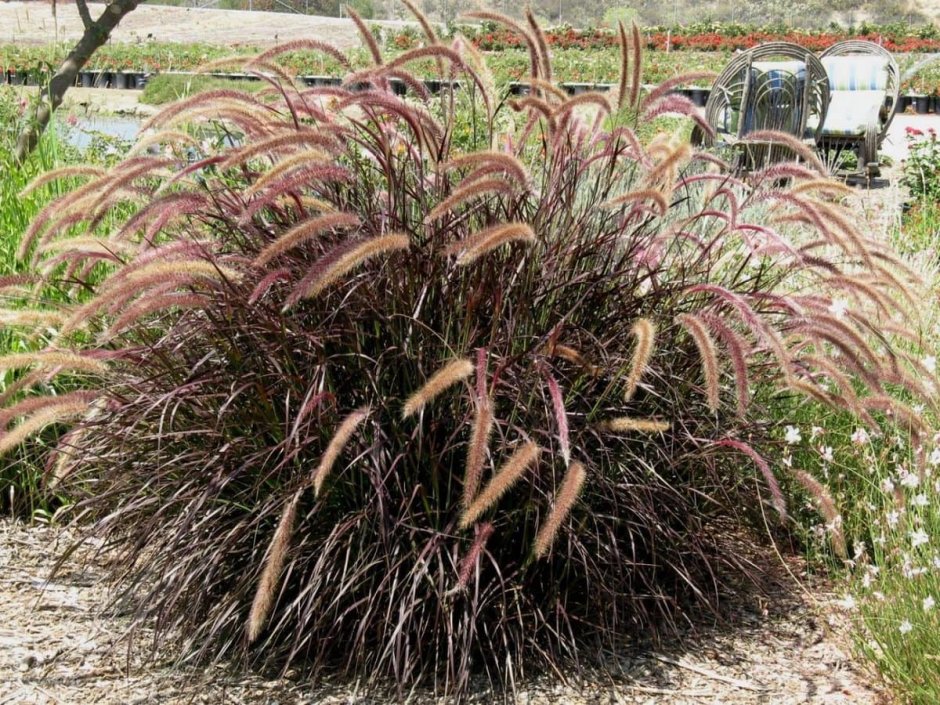Пеннисетум щетинистый (Pennisetum setaceum)