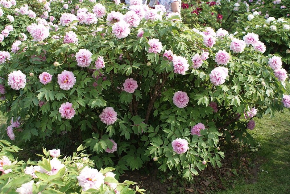 Пионы древовидные (Paeonia suffruticosa)