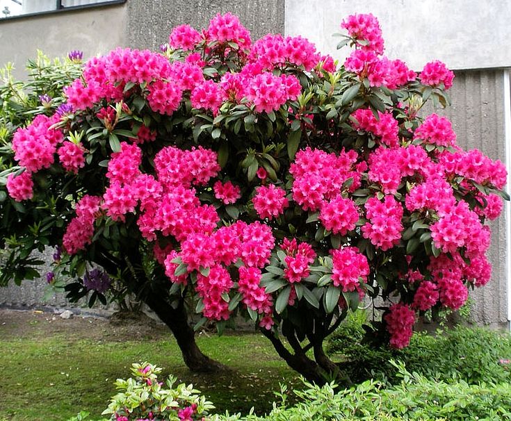 Рододендрон (Rhododendron)