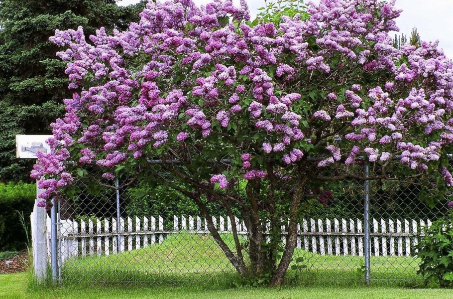 Сирень (Syringa vulgaris)