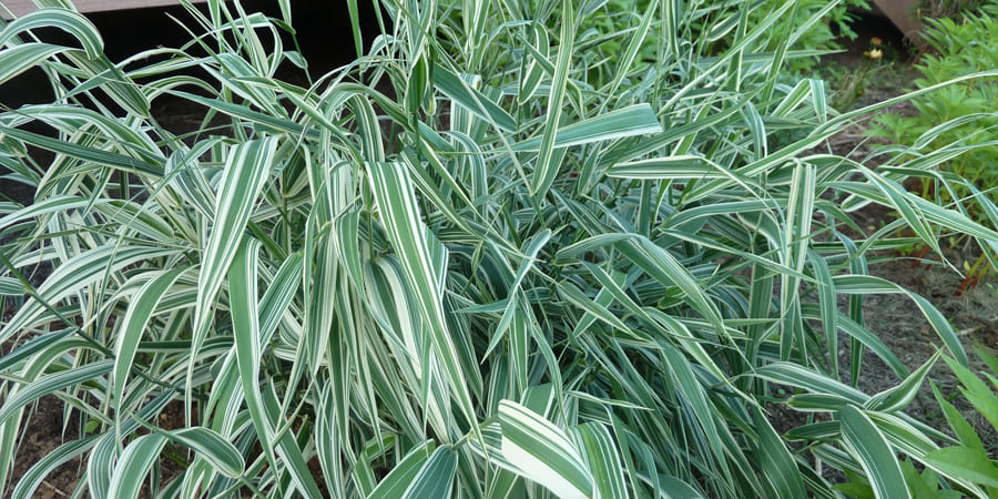 Фалярис тростниковый (Phalaris arundinacea 'Picta')