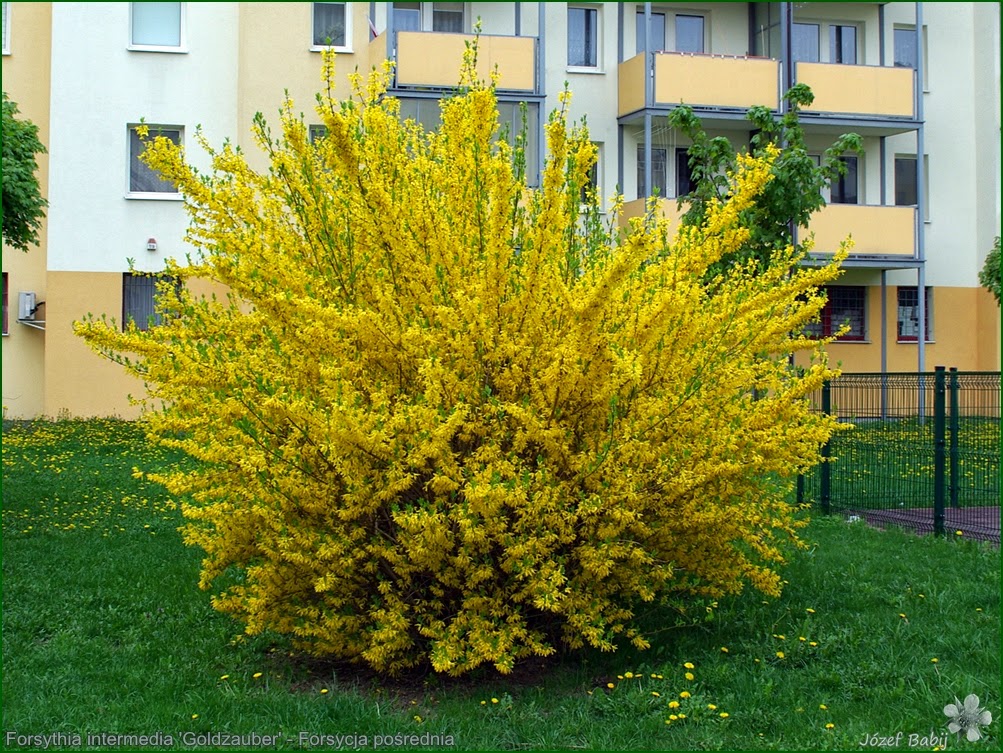 Форзиция (Forsythia)
