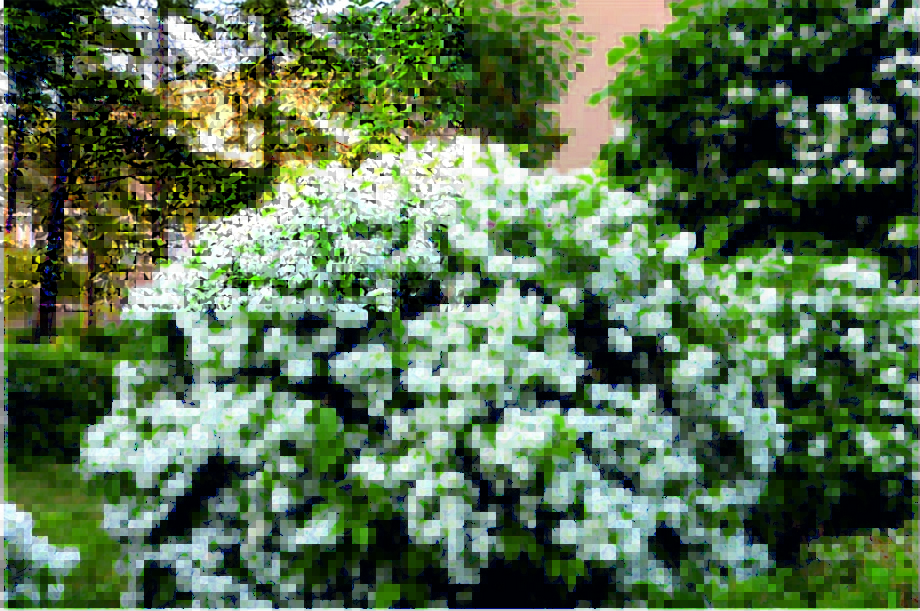 Чубушник (Philadelphus coronarius)