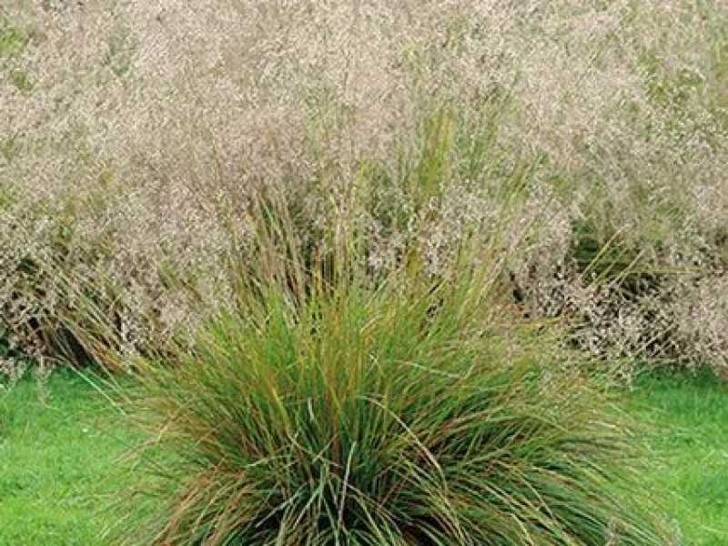 Щучка дернистая (Deschampsia cespitosa)