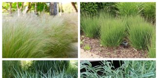 Топ 10 декоративных трав и злаков для ландшафта Топ 10 декоративных трав и злаков для ландшафта