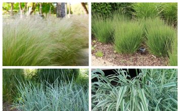 Топ 10 декоративных трав и злаков для ландшафта