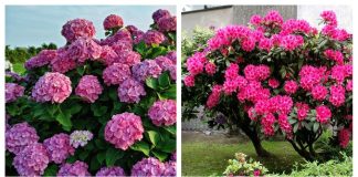 Топ 10 красивейших садовых кустарников