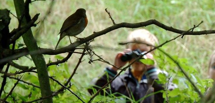 Наблюдение за птицами