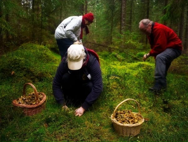 Сбор трав и грибов