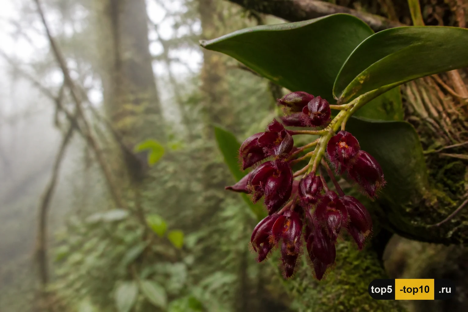 Bulbophyllum phalaenopsis