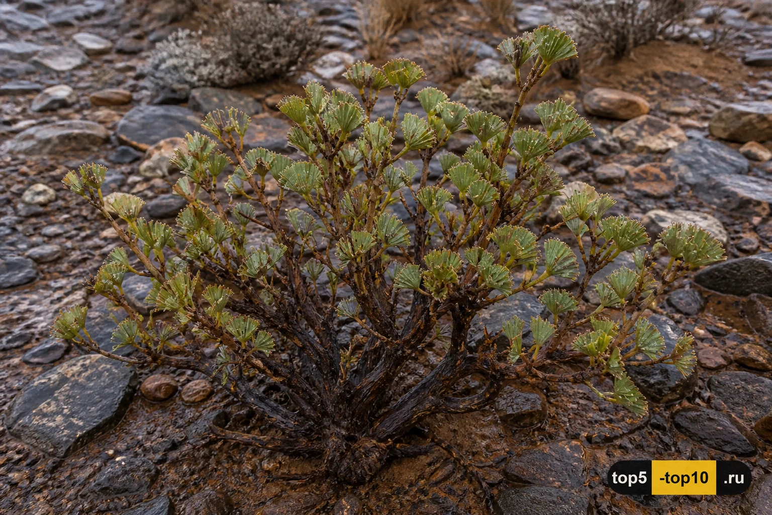 Myrothamnus flabellifolia