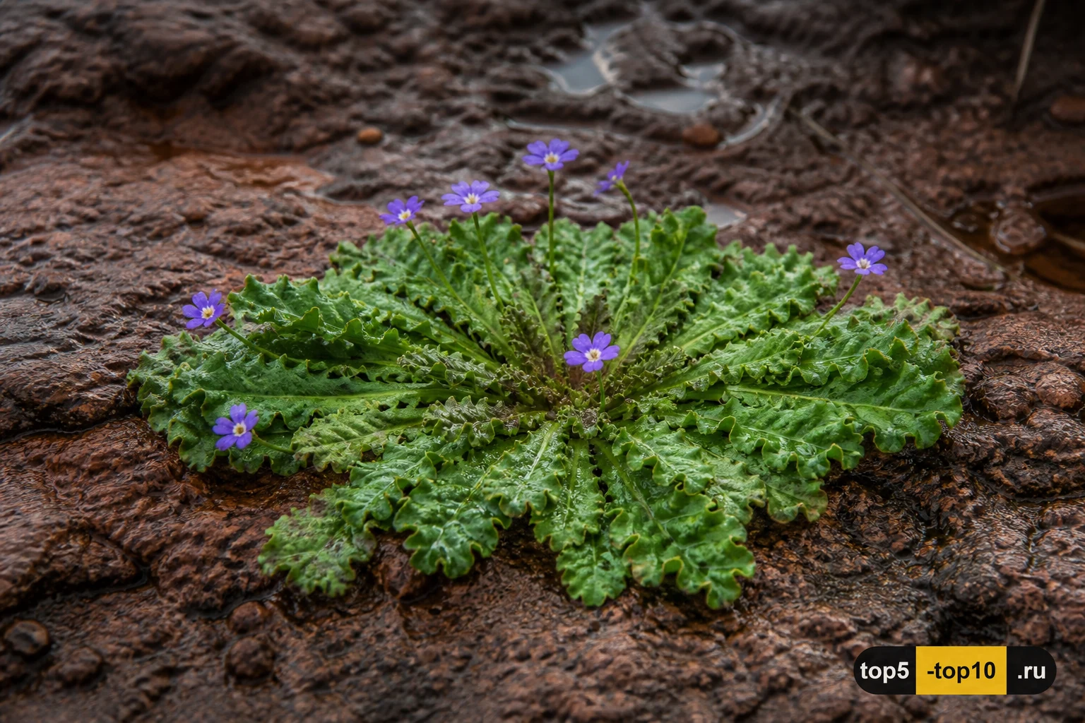 Craterostigma plantagineum