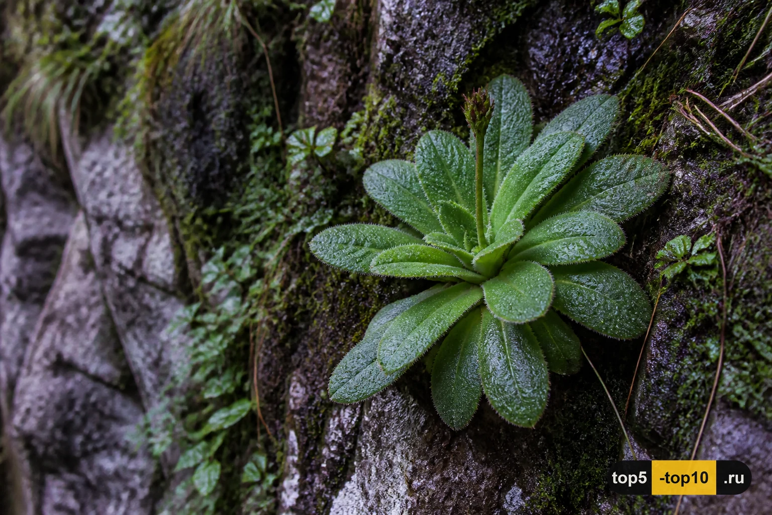 Boea hygrometrica