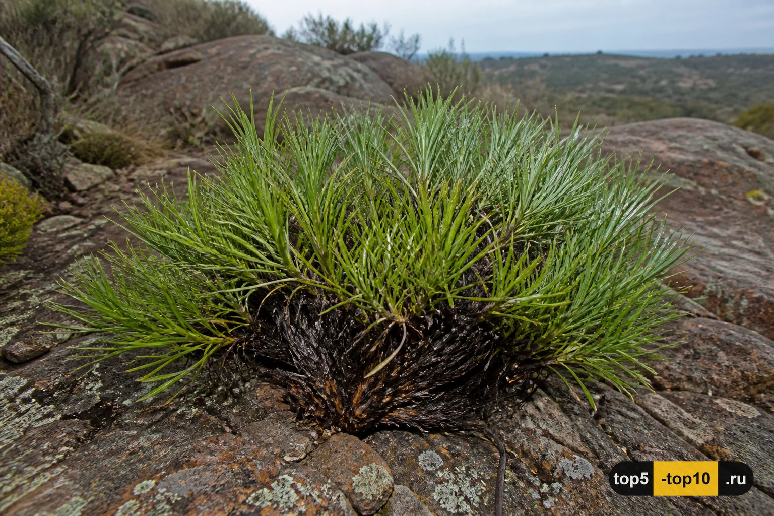 Xerophyta viscosa