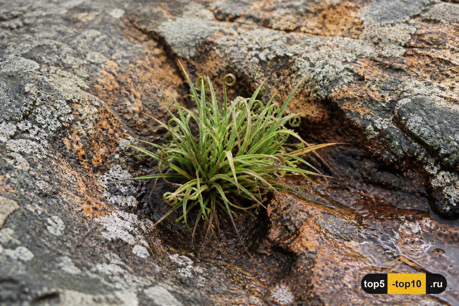 Tripogon loliiformis