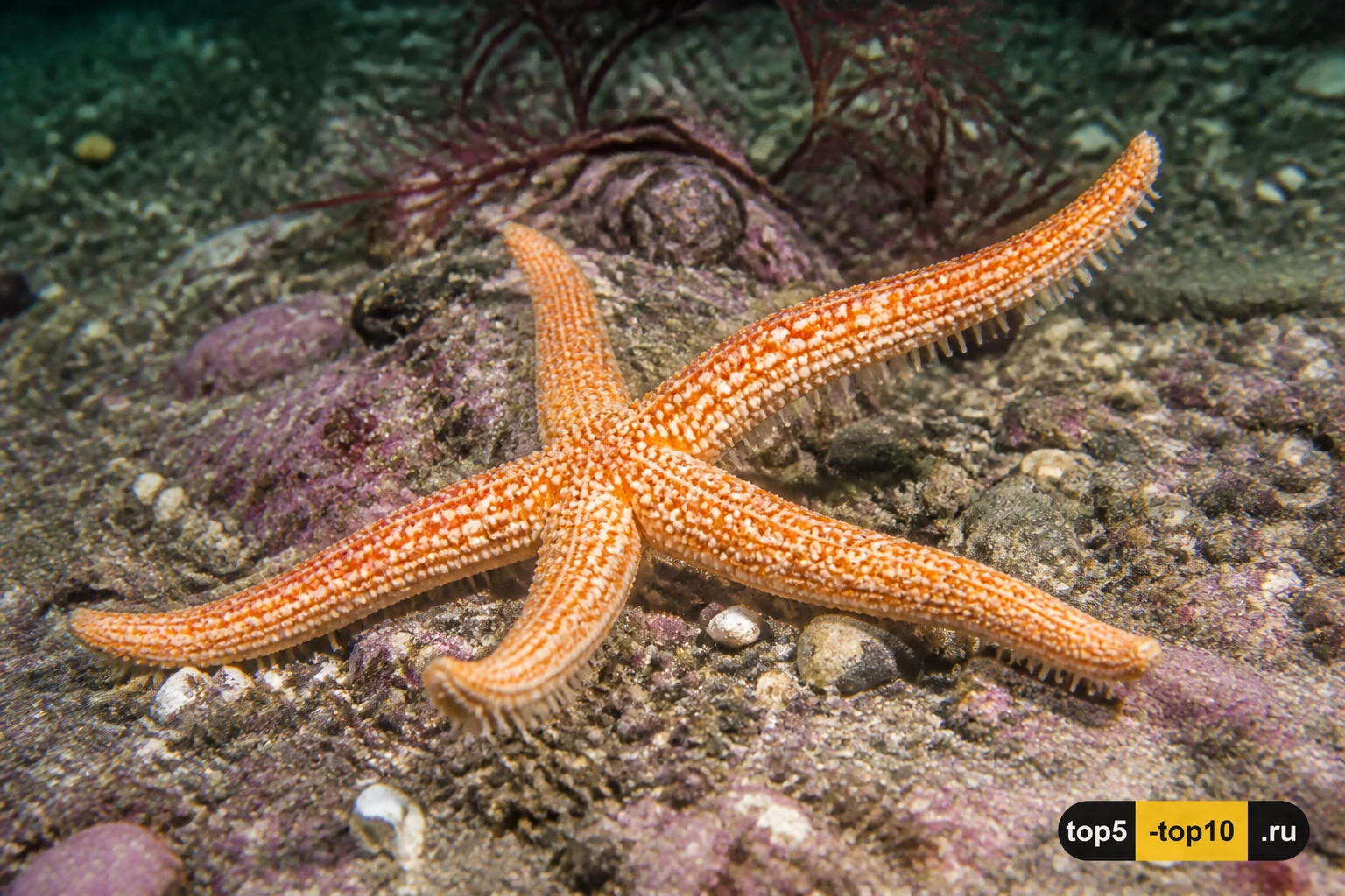 Пятилучевая морская звезда на каменистом дне
