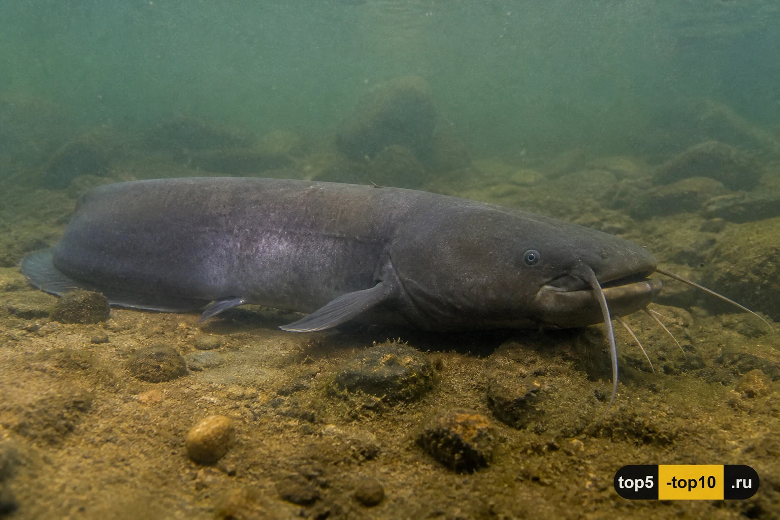 Африканский электрический сом в мутной речной воде