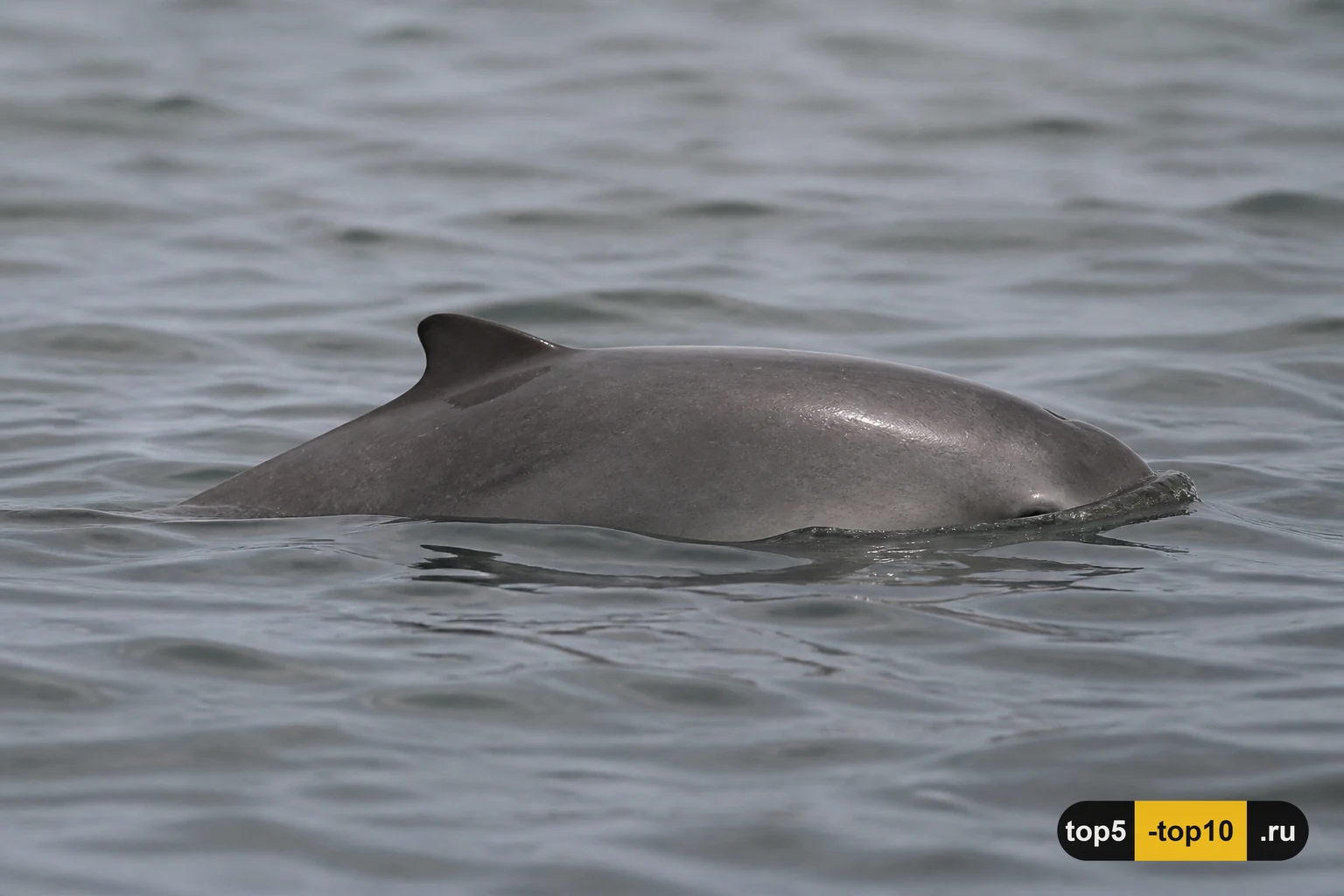 Морская свинья выходит к поверхности прохладного моря